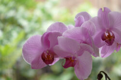 Особенности ухода за орхидеей в домашних условиях до и после цветения. Советы. Фото