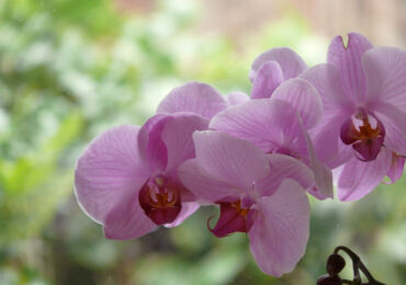 Особенности ухода за орхидеей в домашних условиях до и после цветения. Советы. Фото