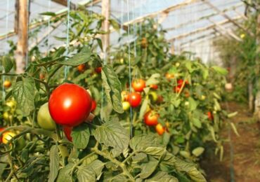 Самые лучшие и урожайные сорта томатов для теплиц, устойчивые к морозам