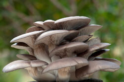 Как вырастить грибы вешенки. Выращивание грибов вешенок в домашних условиях