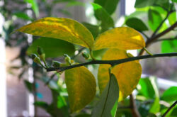 Почему у лимона желтеют и опадают листья? Проблемы при выращивании комнатного лимона
