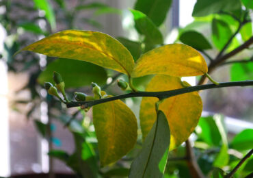 Почему у лимона желтеют и опадают листья? Проблемы при выращивании комнатного лимона