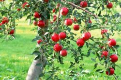 Как ухаживать за яблоней. Правила выращивания и ухода за яблоней в саду