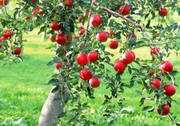 Как ухаживать за яблоней. Правила выращивания и ухода за яблоней в саду