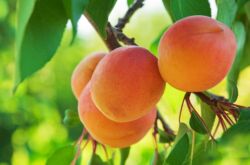 Почему не плодоносит абрикос? Основные причины и пути решения