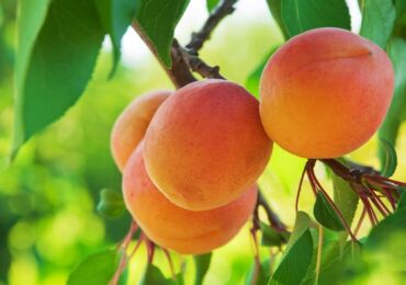 Почему не плодоносит абрикос? Основные причины и пути решения