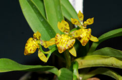 Онцидиум – уход в домашних условиях. Выращивание орхидеи онцидиум, пересадка и размножение. Описание. Фото