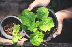 Выращивание салата в домашних условиях