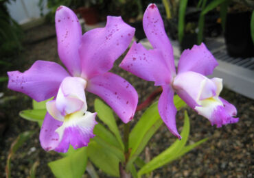 Орхидея каттлея – уход в домашних условиях. Выращивание каттлеи, пересадка и размножение. Описание, виды. Фото