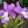 Орхидея каттлея – уход в домашних условиях. Выращивание каттлеи, пересадка и размножение. Описание, виды. Фото