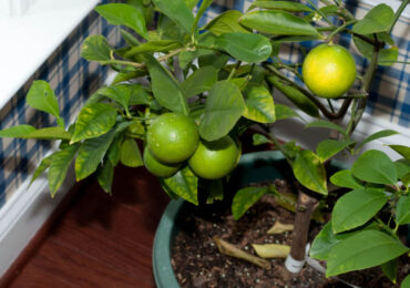 Удобрения для лимона. Чем подкормить лимон в домашних условиях