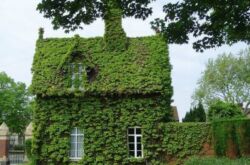 Озеленение фасада дома