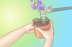 Как поливать орхидею в домашних условиях. Верхний и нижний полив орхидеи, погружение и частота