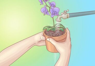 Как поливать орхидею в домашних условиях. Верхний и нижний полив орхидеи, погружение и частота