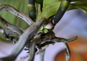 Корни орхидеи гниют и сохнут – что делать? Реанимация корней орхидеи