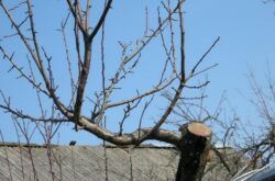 Как обрезать яблоню весной: сроки и схема для старых и молодых деревьев