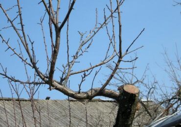 Как обрезать яблоню весной: сроки и схема для старых и молодых деревьев
