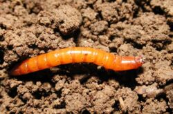 Проволочник – как избавиться в огороде, средства и препараты. Борьба с проволочником картофеля и моркови