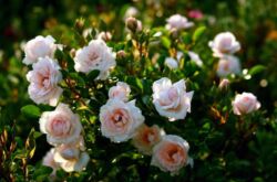 Кустовые розы: посадка и уход в открытом грунте, выращивание в саду