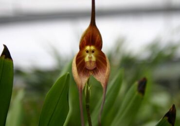 Орхидея Дракула
