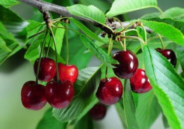 Почему вишня не плодоносит – основные причины