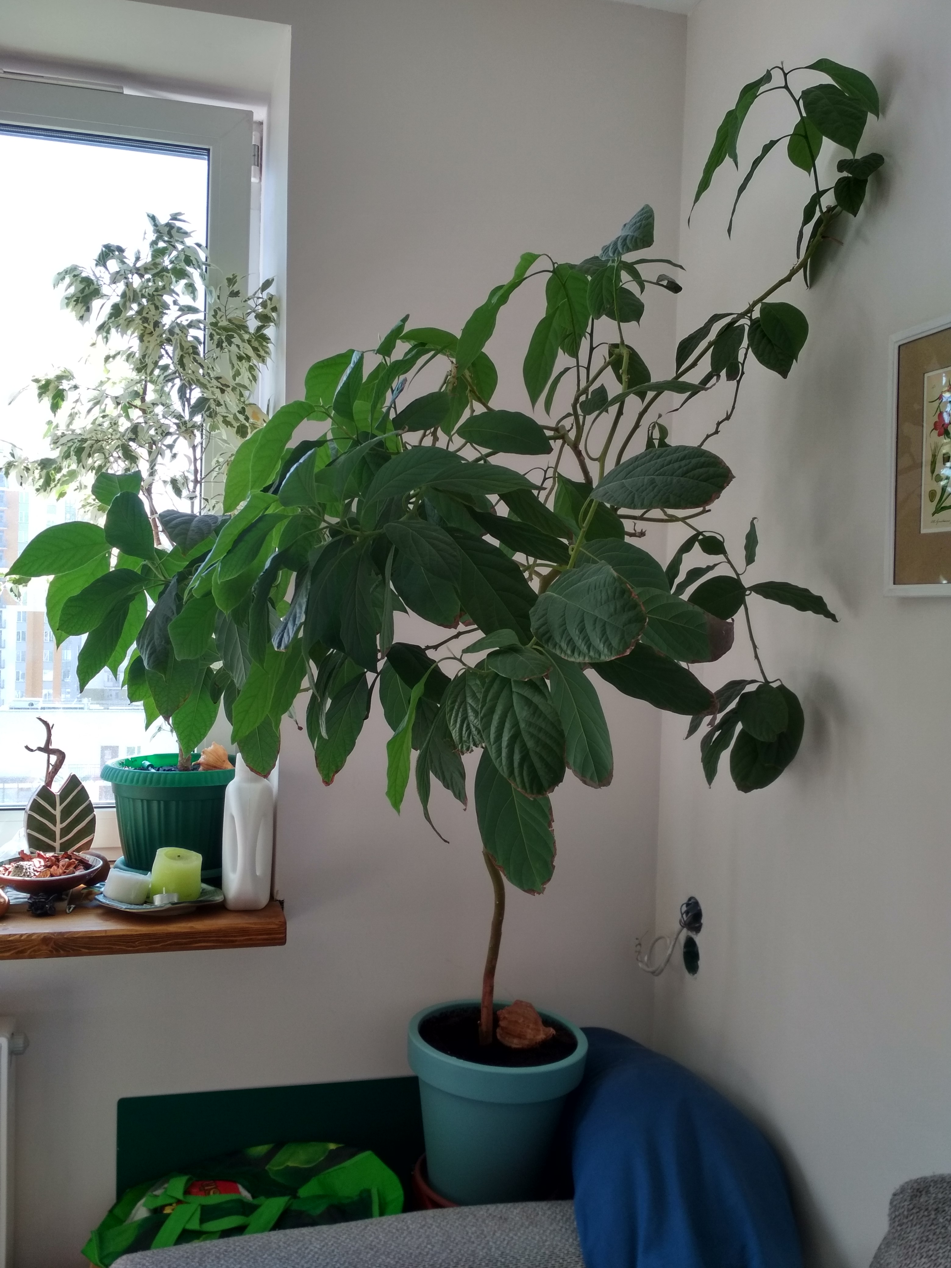 Дерево Авокадо В Домашних Условиях Фото