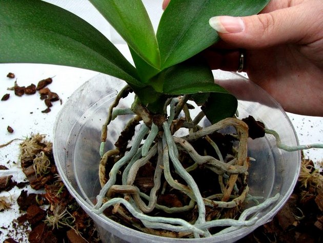 как пересадить купленную орхидею в домашних условиях