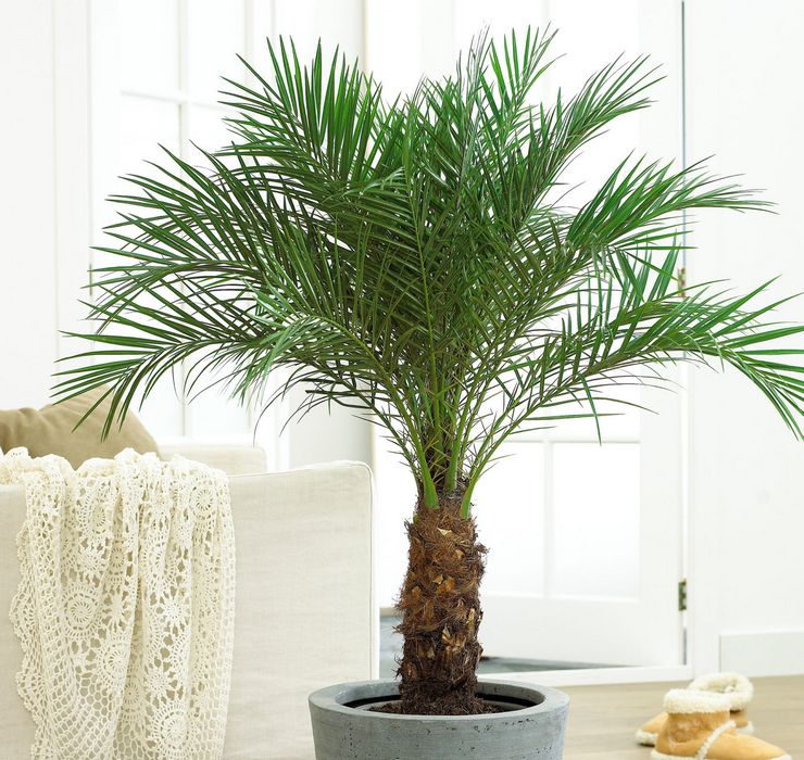 Уход за финиковой пальмой в домашних условиях