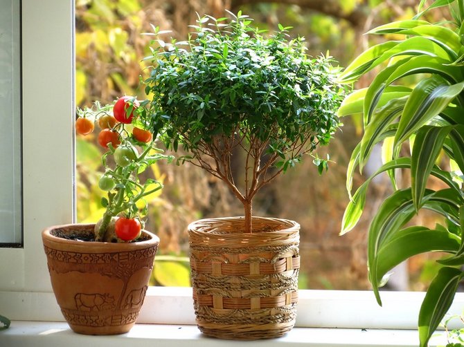 Как выращивать мирт в домашних условиях?