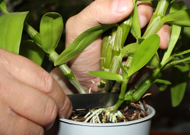 Орхидея дендробиум нобиле