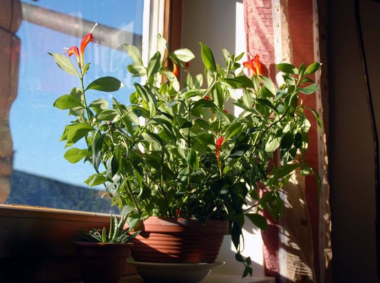 Цветок эсхинантус