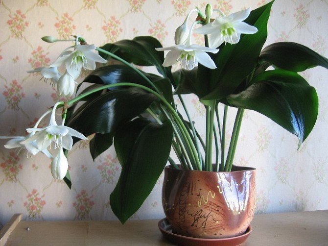 Эухарис или Амазонская лилия, как ее еще называют в народе - это красивое цветущее комнатное растение