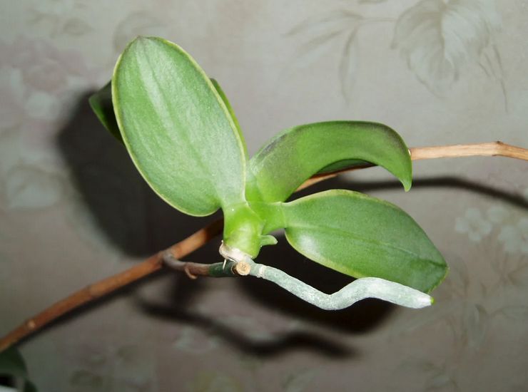 Способы размножения орхидеи фаленопсис