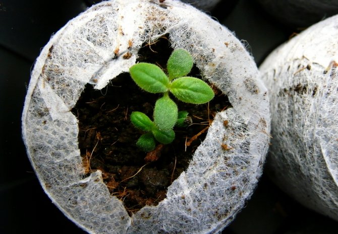 Выращивание гелиотропа из семян