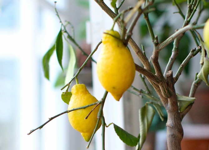 Советы и тонкости по размножению лимона из ксоточки