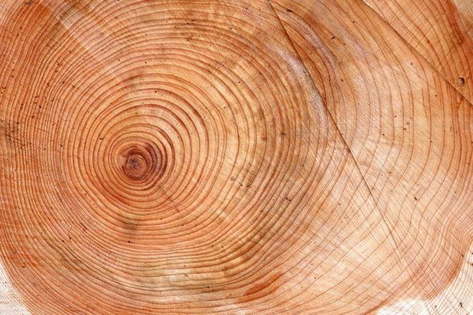 древесина очень ценится с давних времен