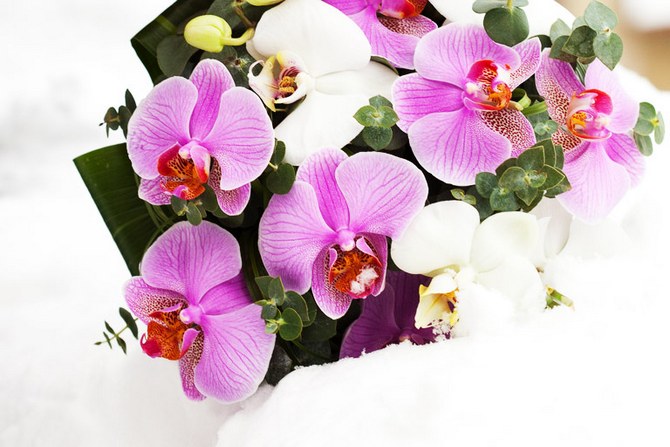 Содержание орхидей зимой: 15 полезных советов