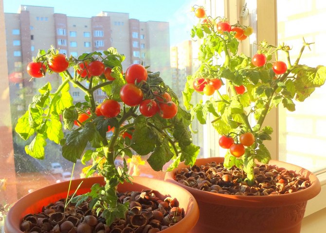 Как выращивать помидоры на подоконнике
