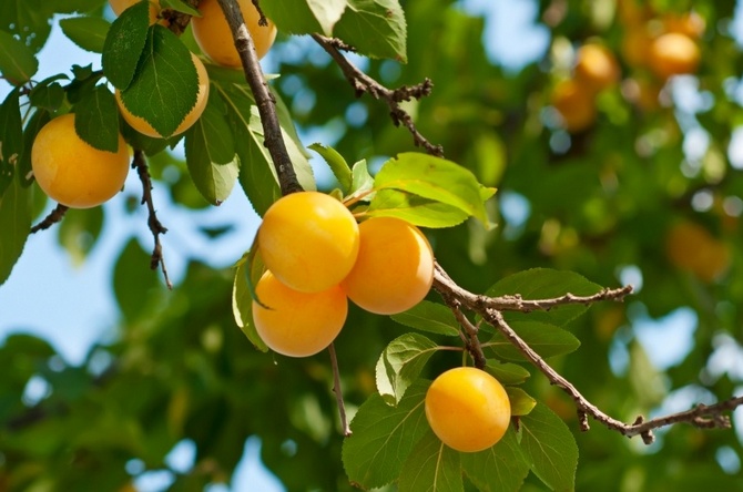 Дерево-фрукт Алыча