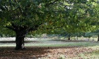 Каштан американский - популярное парковое дерево
