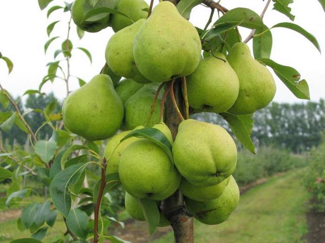 Плоды дерева груша