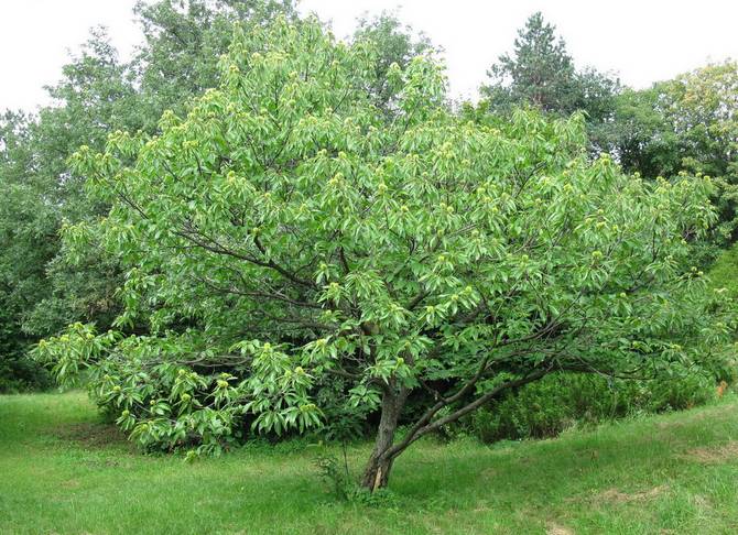 Каштан посевной. Фото и описание дерева