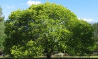 Вяз шершавый пендула, кампердоуни и плакучий. Описание и фото вяза