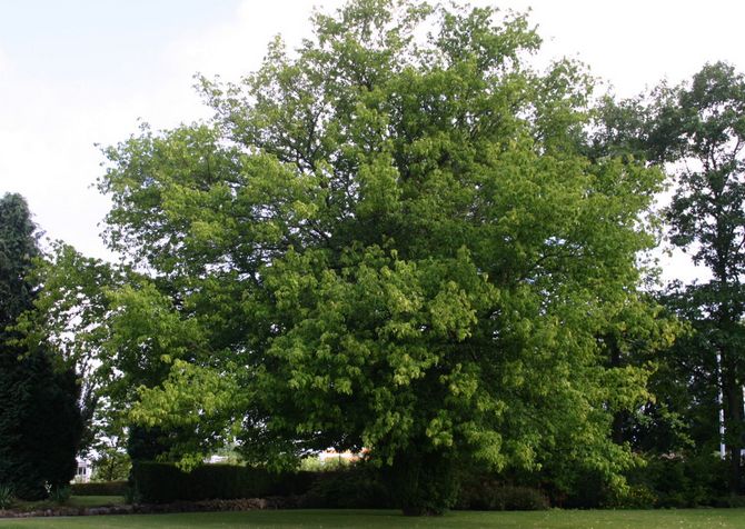 Клён ясенелистный американский. Фото и описание дерева, листья 