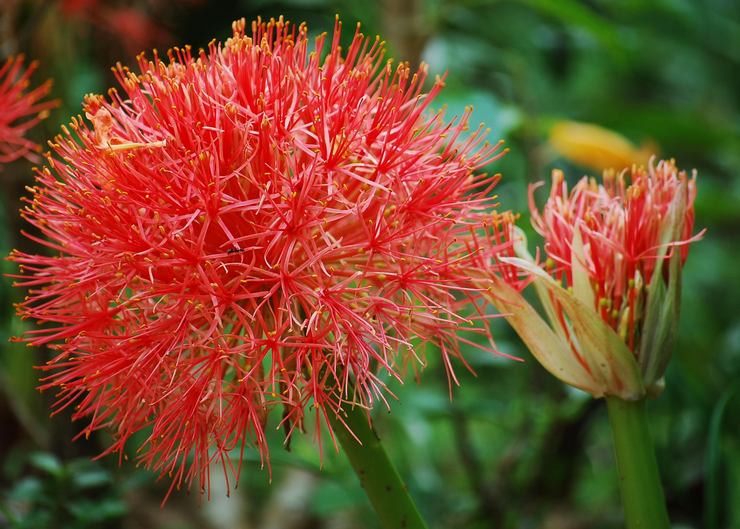 Гемантус многоцветковый