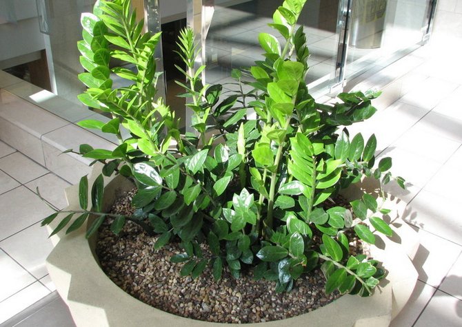 Замиокулькас - долларовое дерево. Уход в домашних условиях