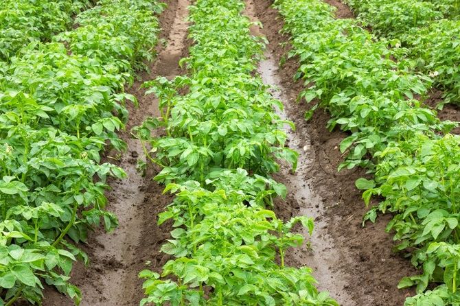 Перед посадкой картофеля в траншеи вносят любые органические подкормки для защиты от болезней и вредных организмов