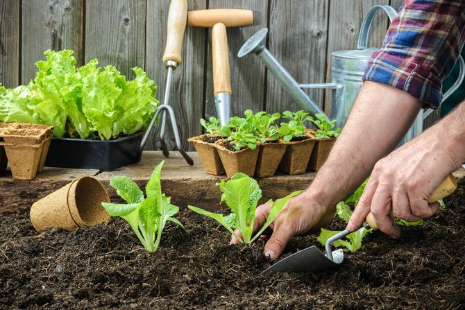 Как вырастить крепкую здоровую рассаду