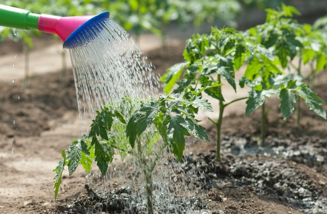 Полив огорода при недостатке воды: метод искусственной росы