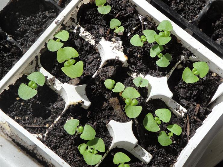 Features of sowing basil seeds